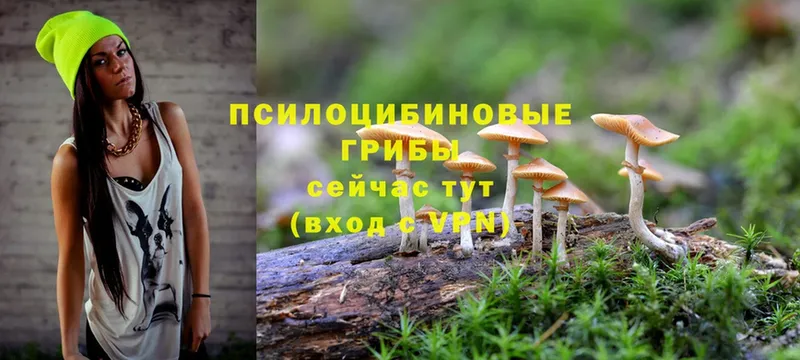 Псилоцибиновые грибы Psilocybine cubensis  где купить   Артёмовский 